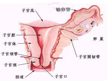 外陰炎最常見的癥狀有哪些？